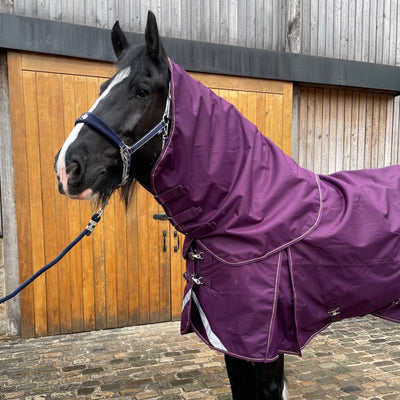 Horse wearing a purple rug standing in front of a wooden stable door.