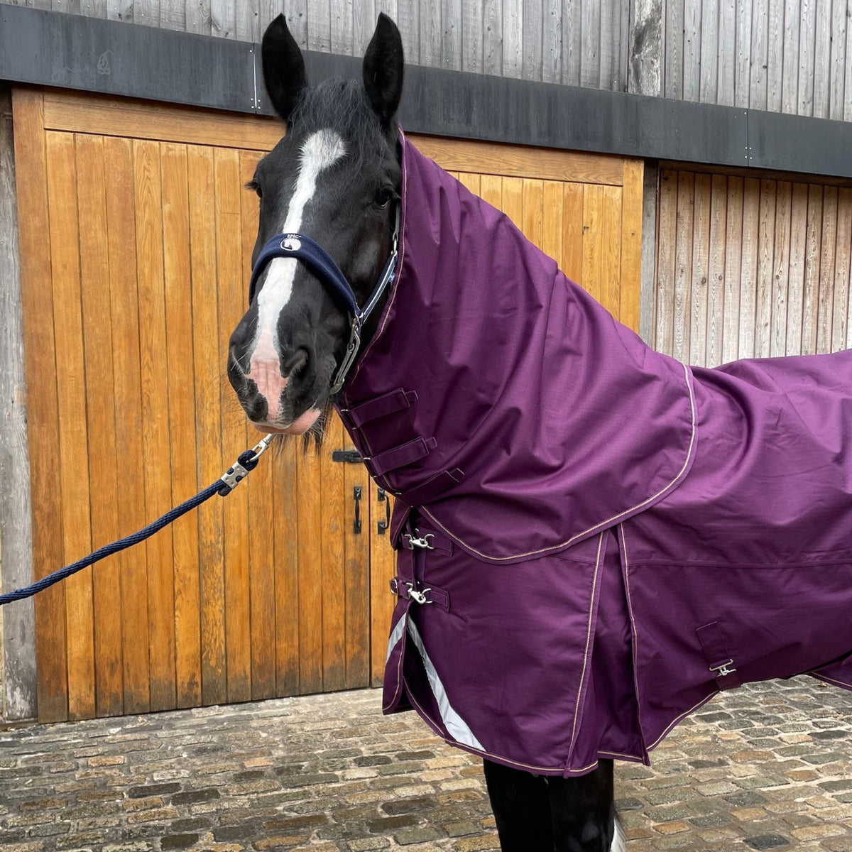 Horse wearing a purple rug standing on a stone ground with wooden doors in the background