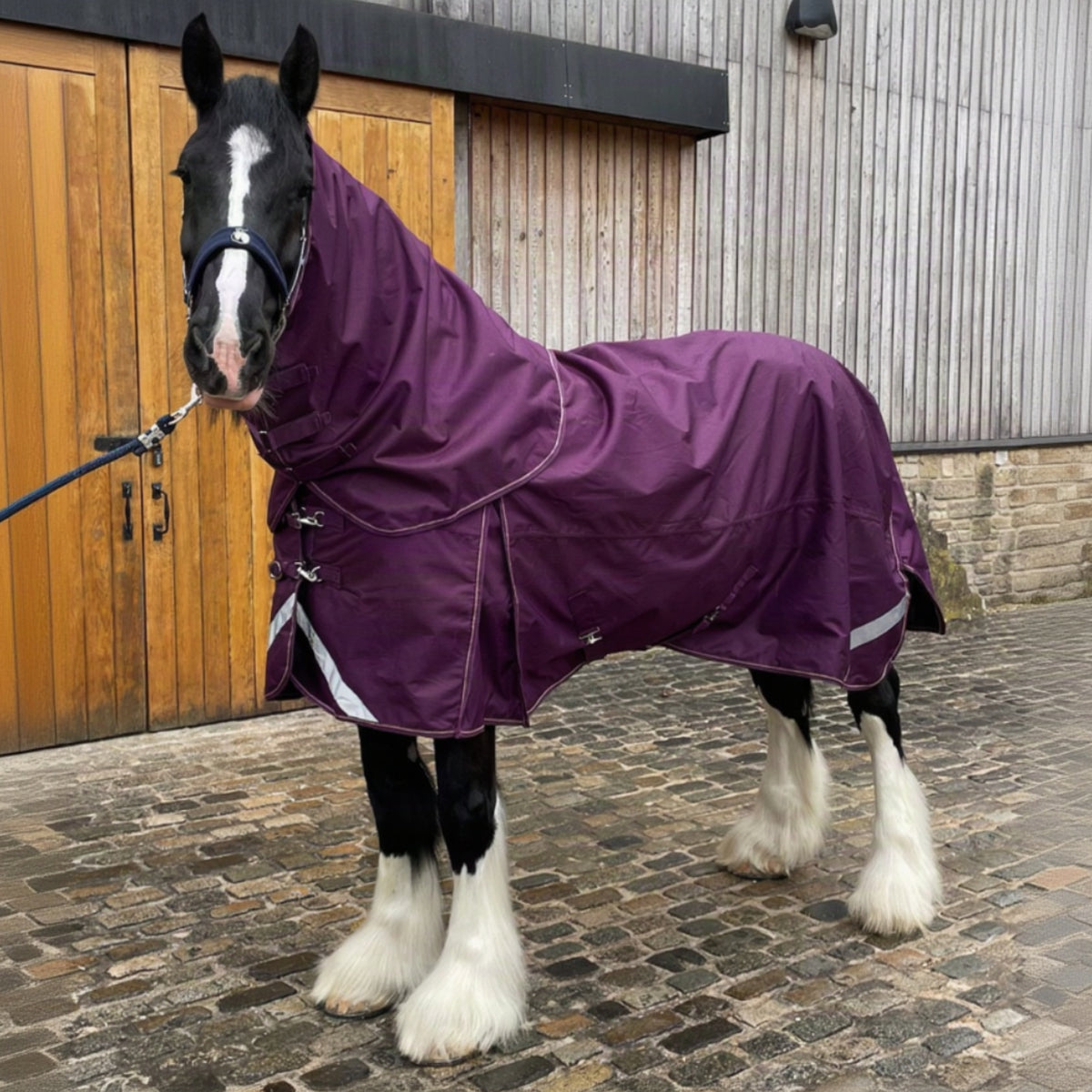 Horse wearing a purple rug standing in front of a wooden stable door.