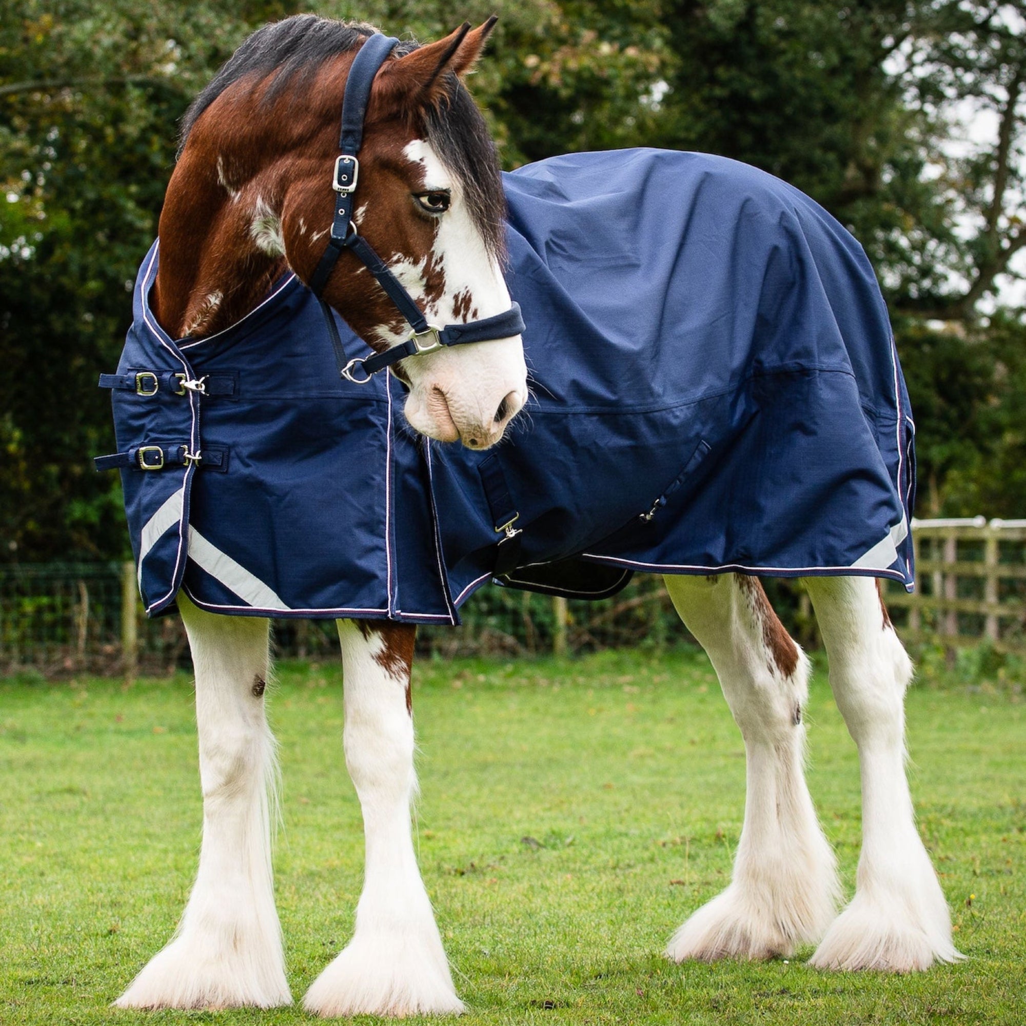 Horse wearing a blue rug in a grassy field with trees in the background