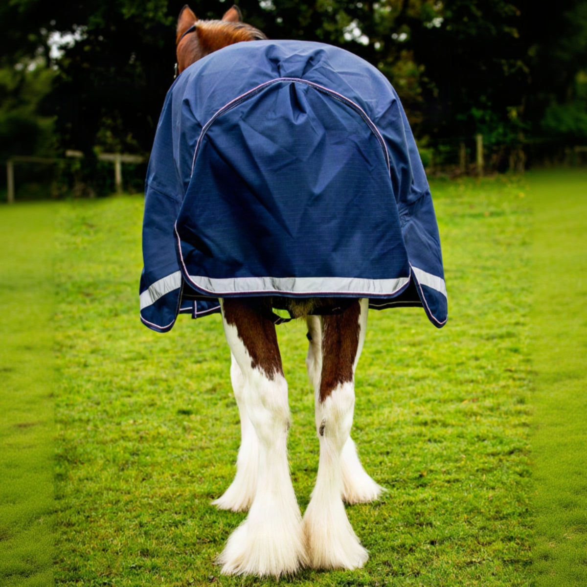 Horse wearing a blue rug in a grassy field