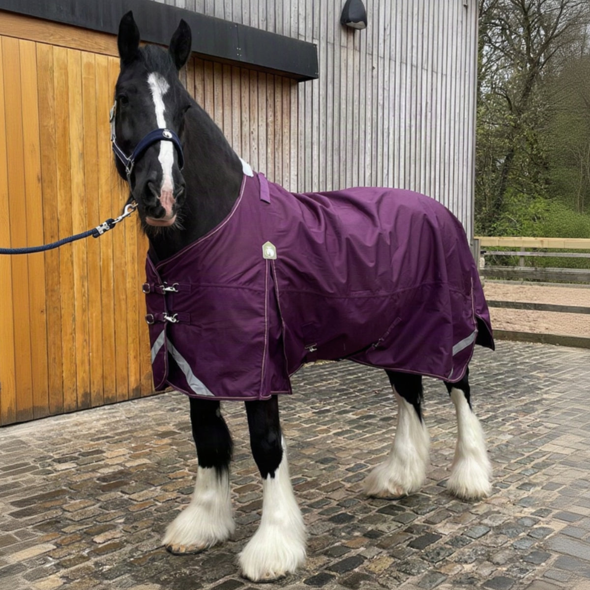 Horse wearing a purple rug standing in front of a wooden stable door.
