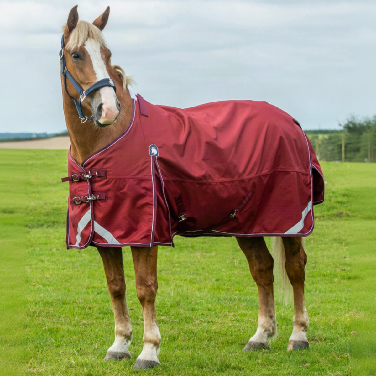 Horse wearing a red blanket in a grassy field