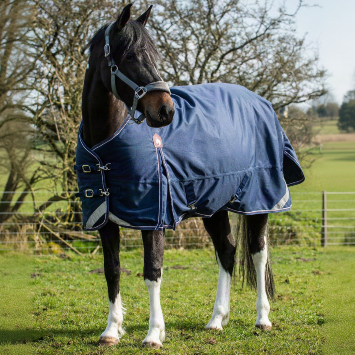 Horse wearing a blue rug in a grassy field with trees in the background