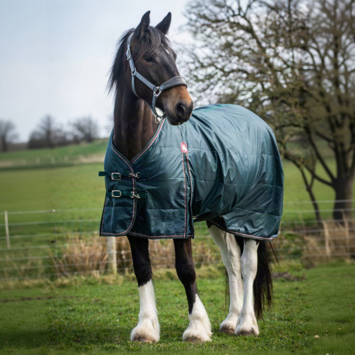 Horse wearing a green rug in a field with trees in the background