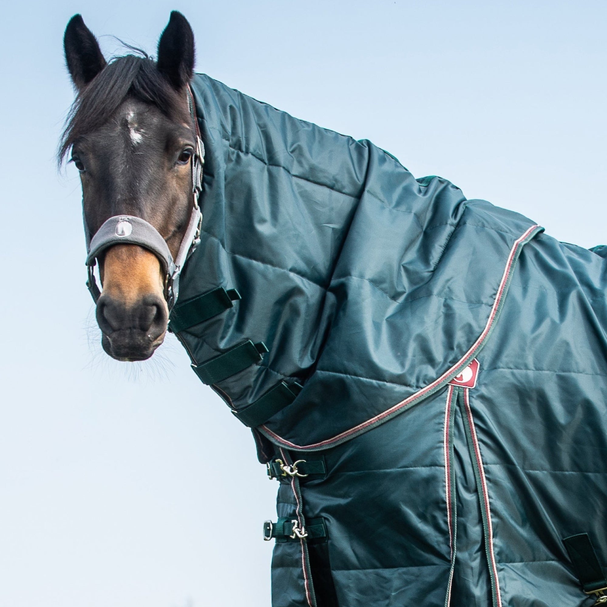 Horse wearing a green blanket in an open field with a clear sky.