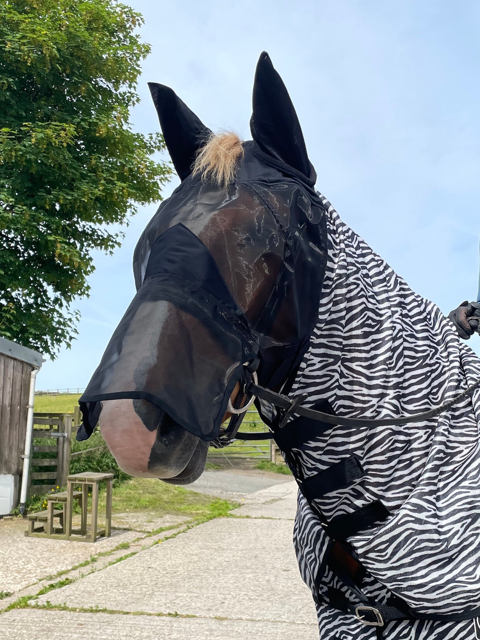 Epic Classic Nylon Fly Mask