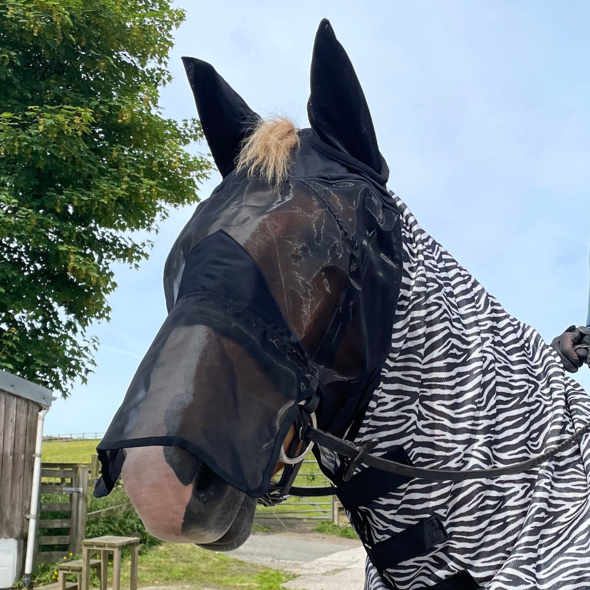 Horse wearing a zebra-striped blanket and fly mask on a sunny day.