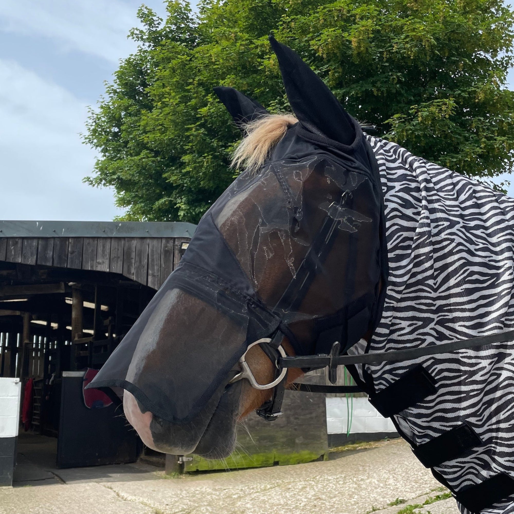 Horse wearing a zebra-patterned blanket and fly mask outdoors.