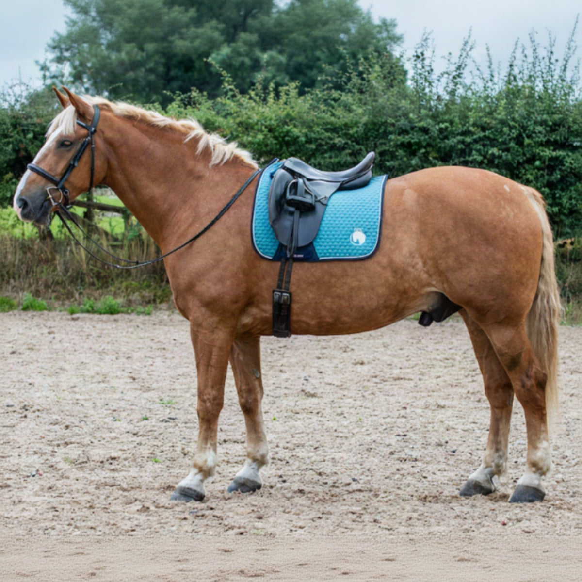 A chestnut horse wearing a blue and navy dressage saddle pad with velcro straps.