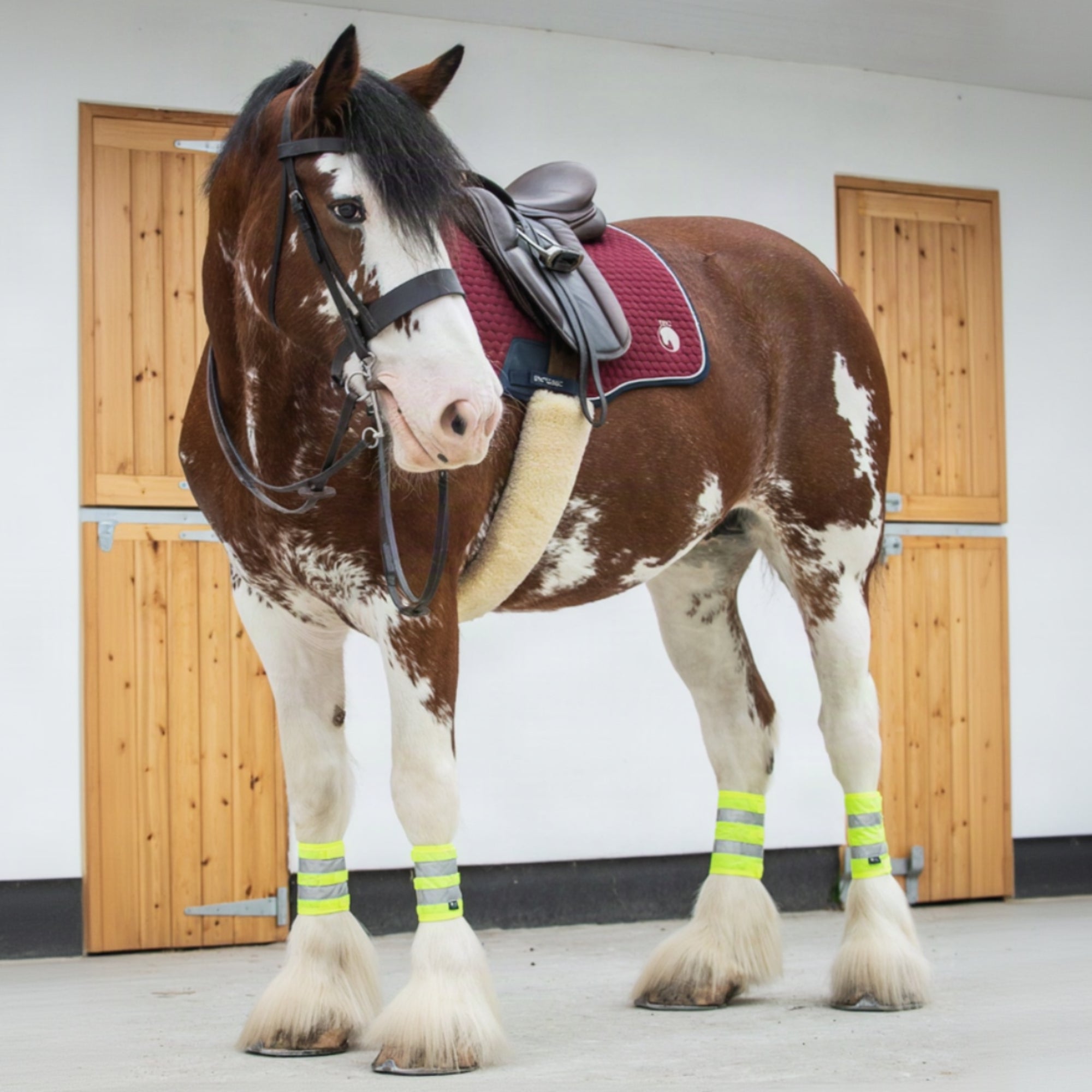Horse with a saddle and bridle in a stable setting wearing high visibility leg wraps
