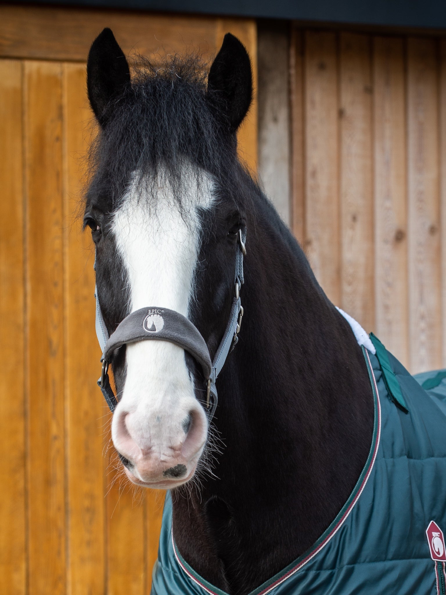 Epic Classic Adjustable Fleece Head Collar