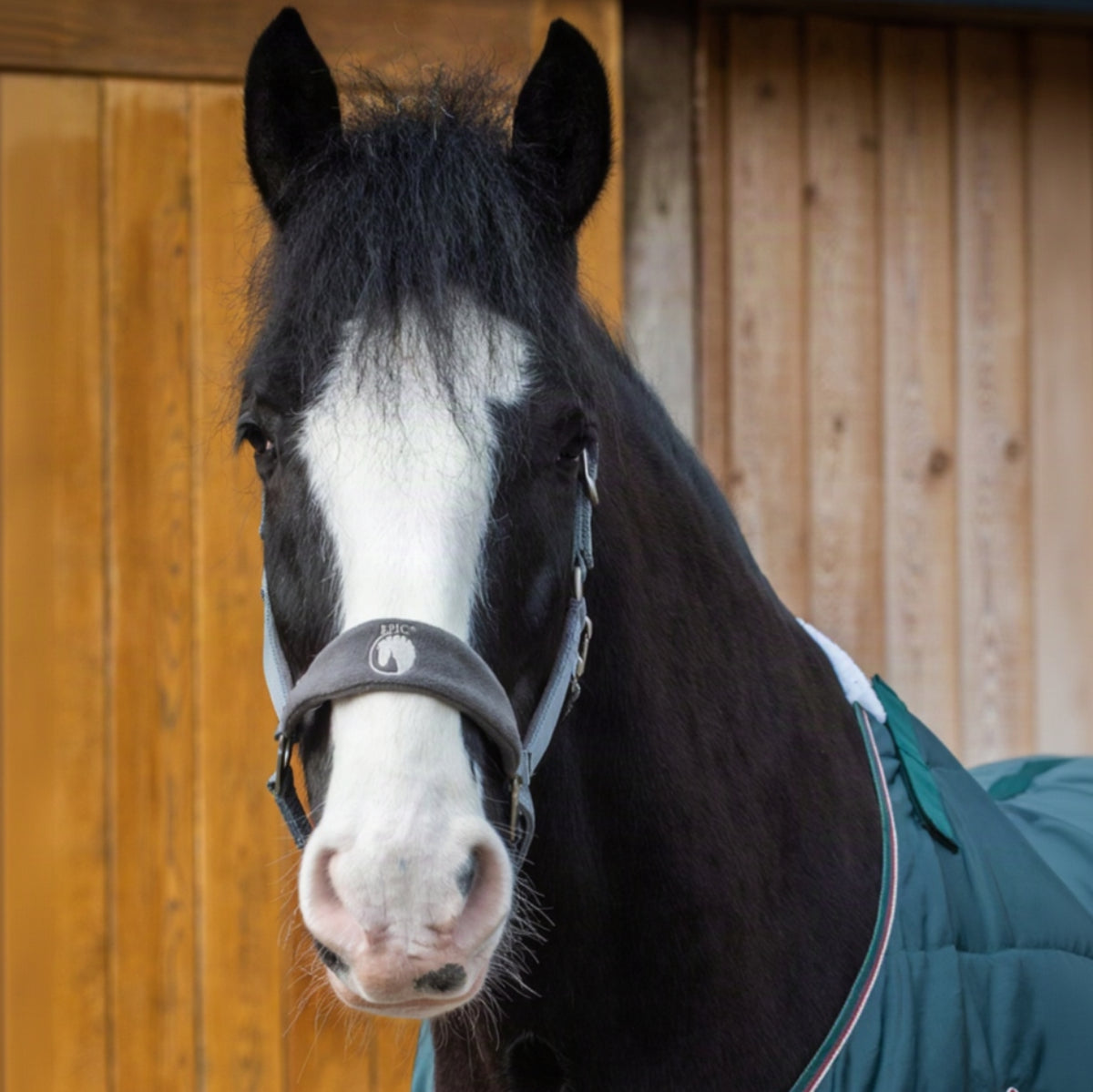 Horse wearing a green blanket in front of a wooden stable.