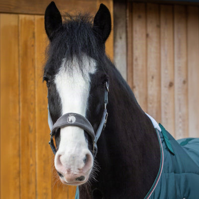Horse wearing a green blanket in front of a wooden stable.