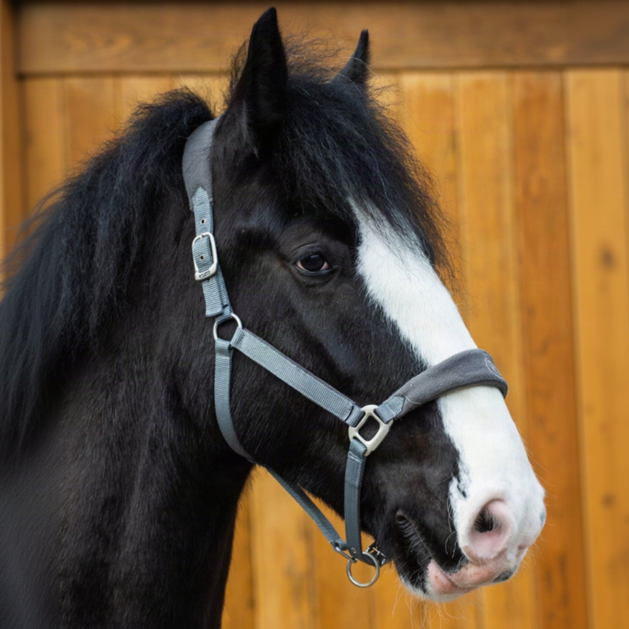 Black and white horse with a fleece headcollar in front of a wooden fence