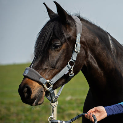 Horse being led by a person with a grey fleece headcollar and nylon lead rope in an outdoor setting