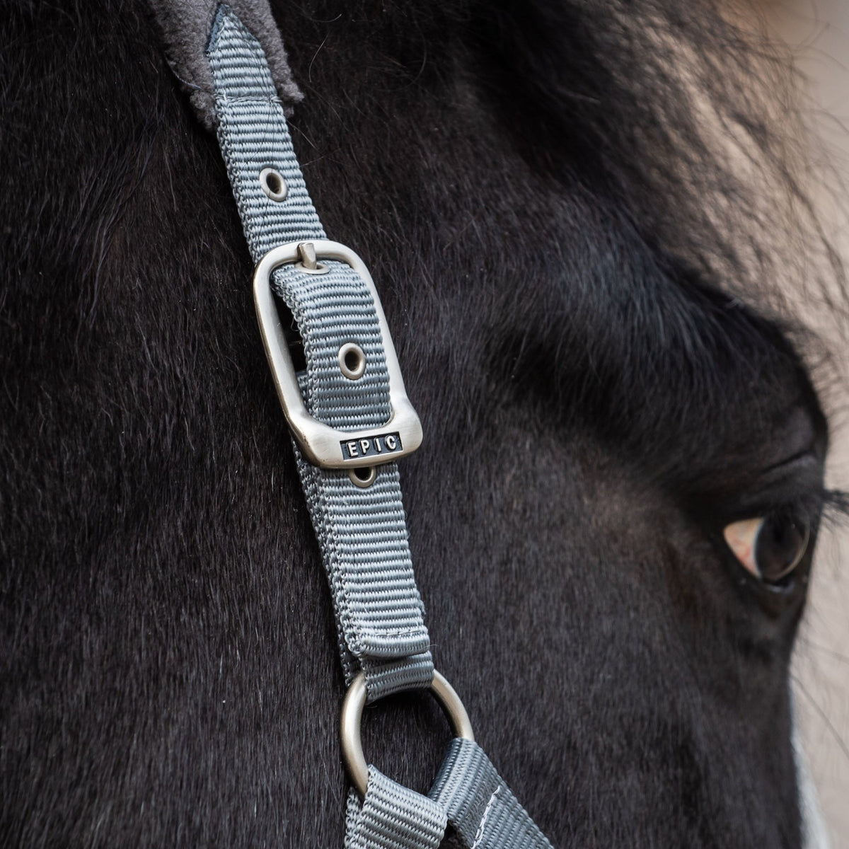 Close-up of a horse's head with a gray fleece headcollar, focusing on the bridle strap.