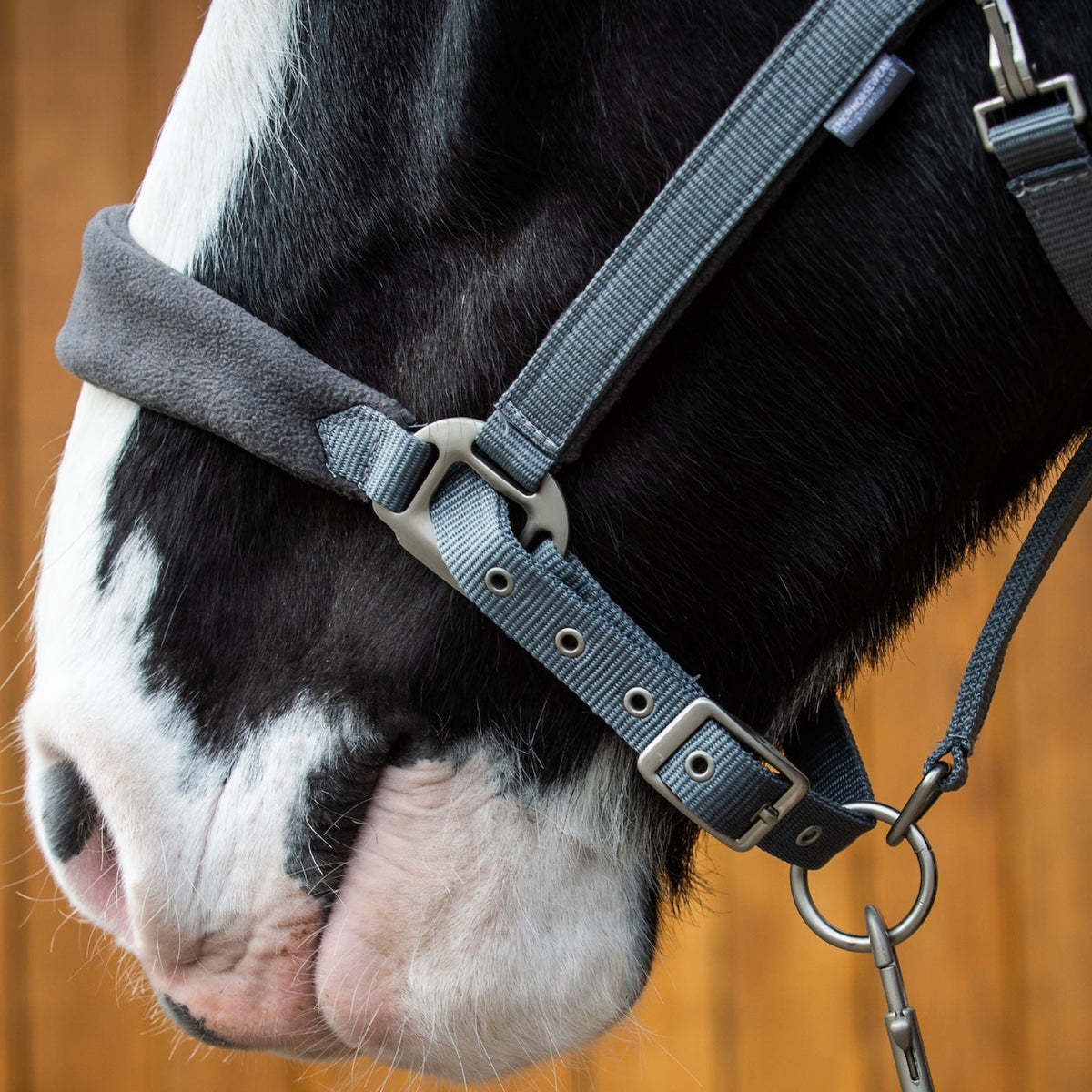 Close-up of a horse's head wearing a grey fleece headcollar with a nylon lead rope with a blurred background