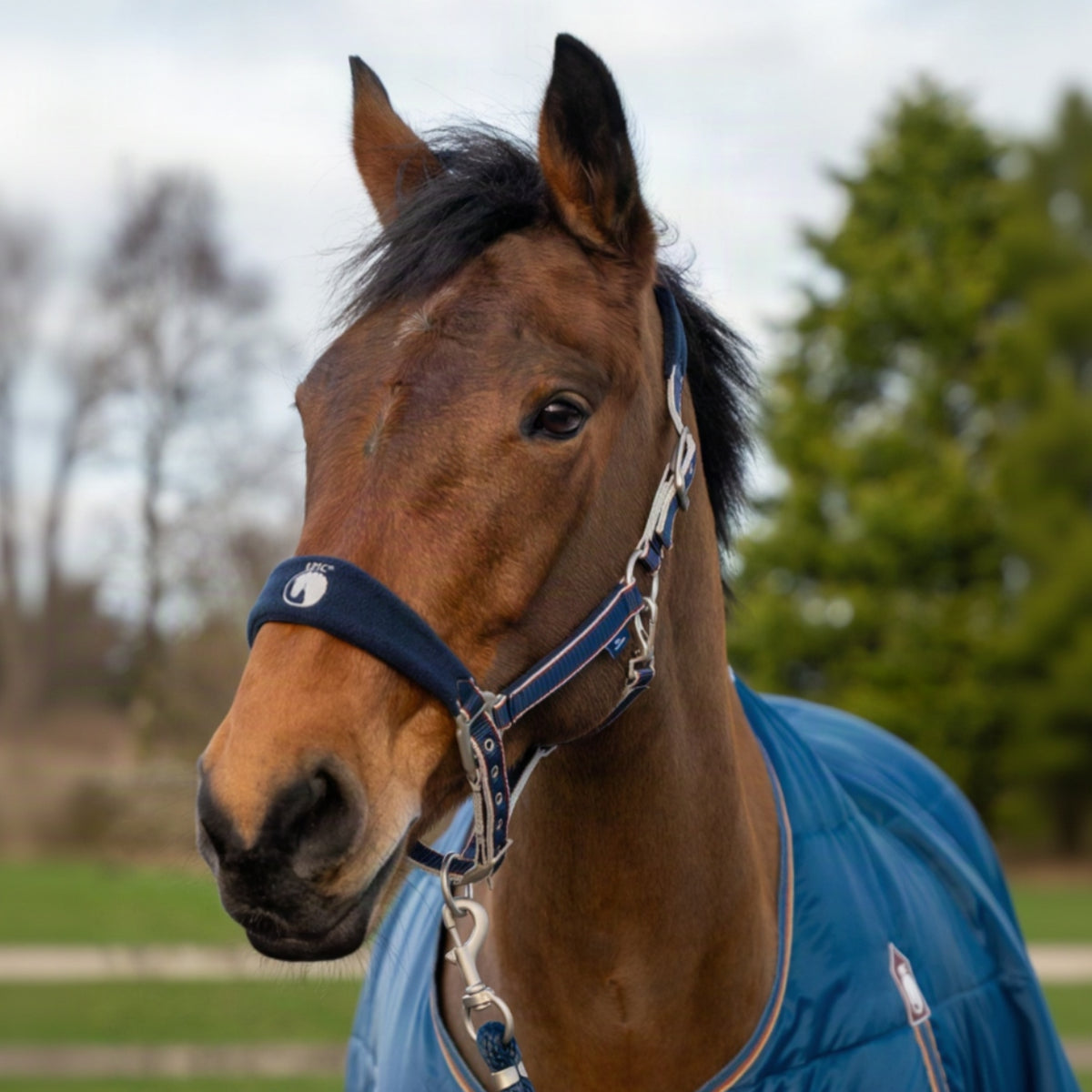 Horse wearing a blue blanket and fleece head collar in an outdoor setting