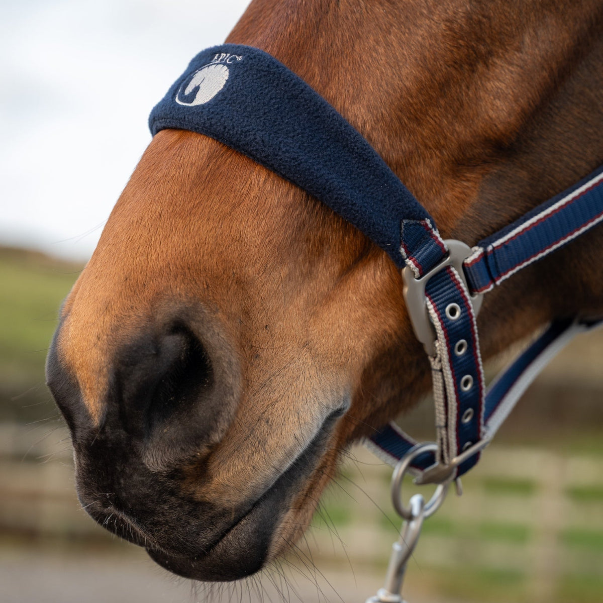 Close-up of a horse's head wearing a blue fleece headcollar with a blurred background