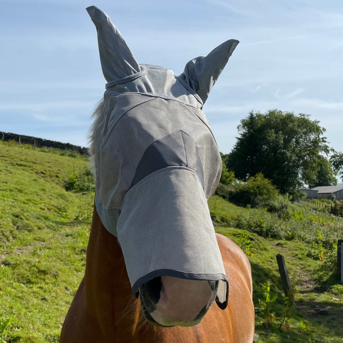 Horse wearing a fly mask in an outdoor setting with grass and trees.