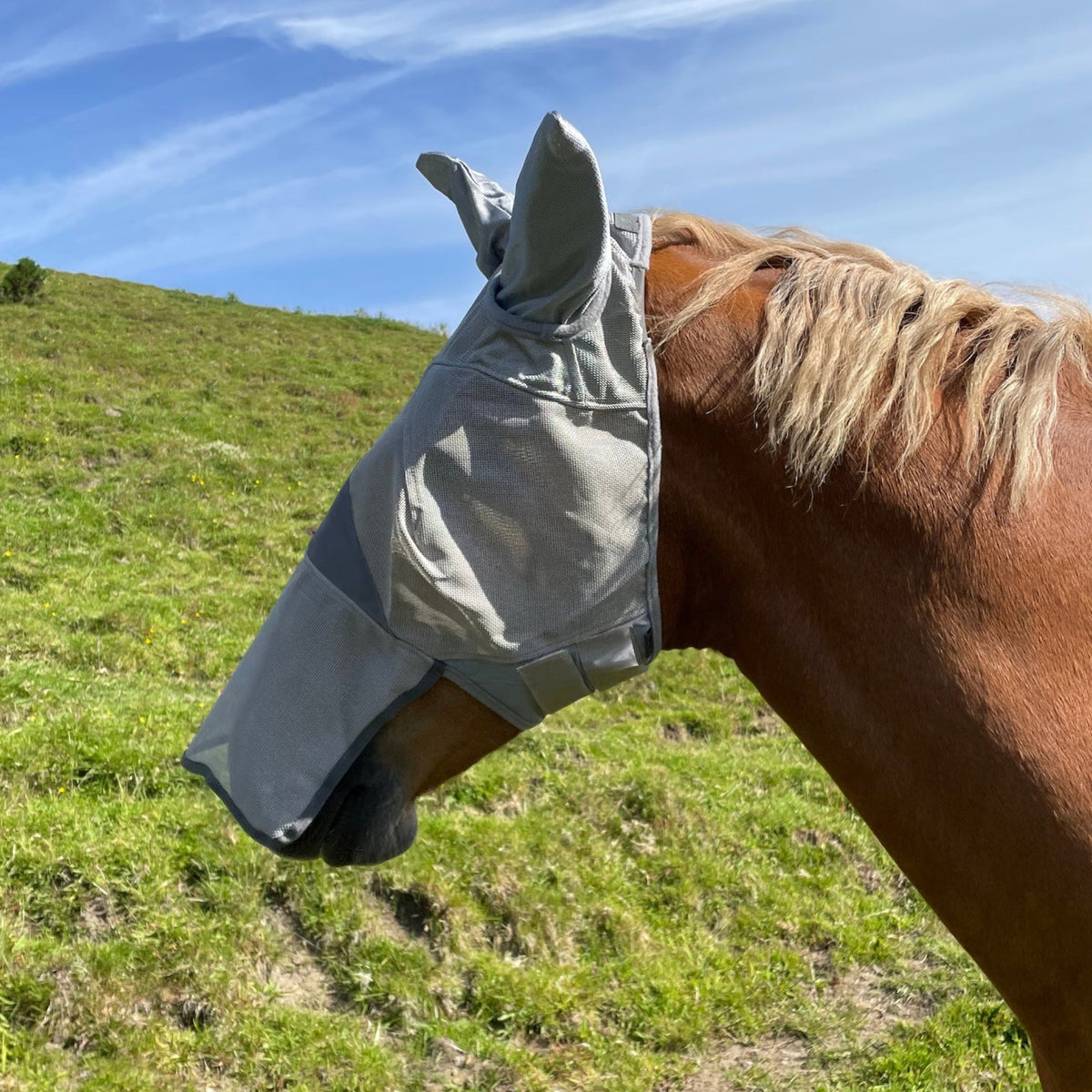 Horse wearing a fly mask in a grassy field with a blue sky.