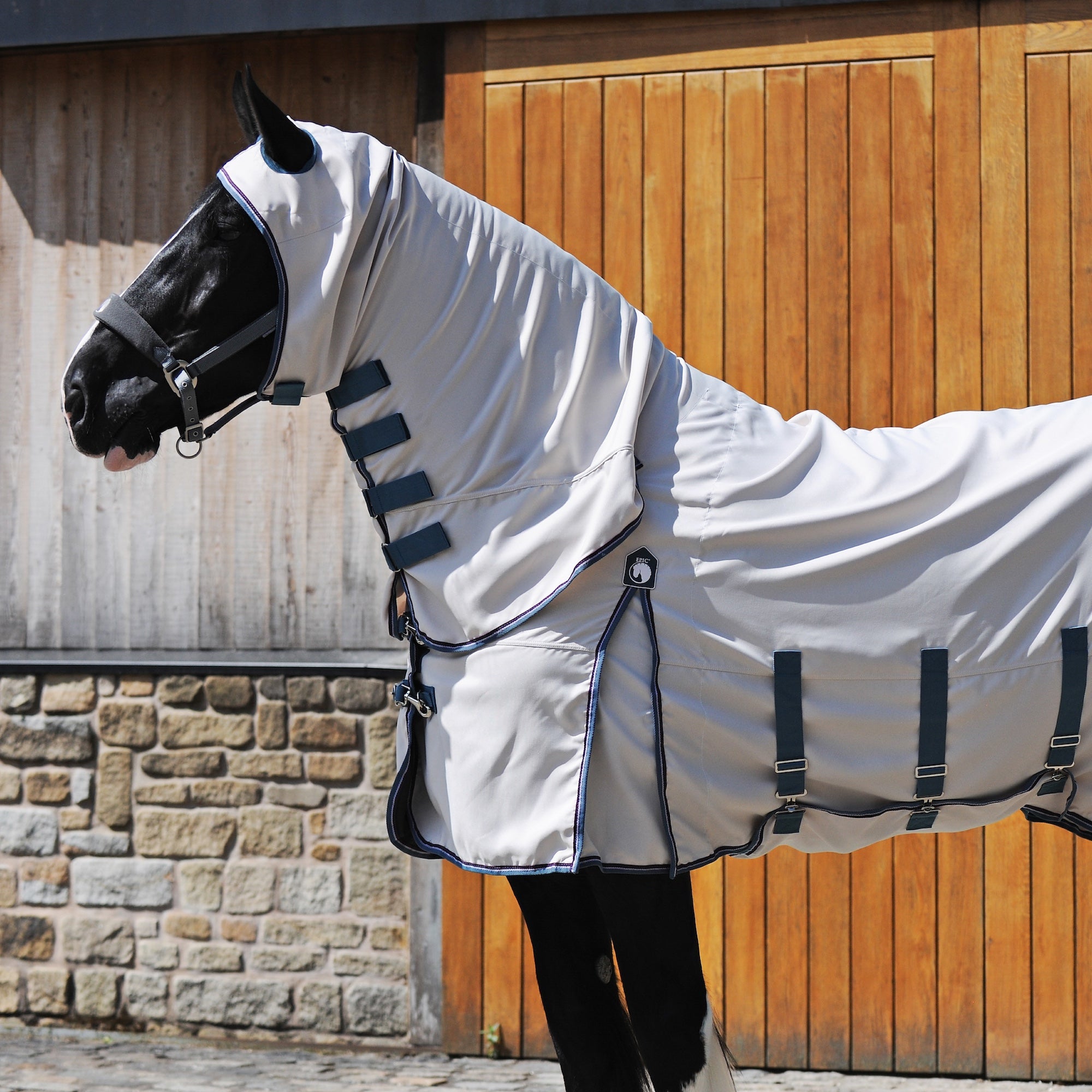 A black horse wearing a white horse fly blanket with dark straps, standing in front of a wooden stable door.