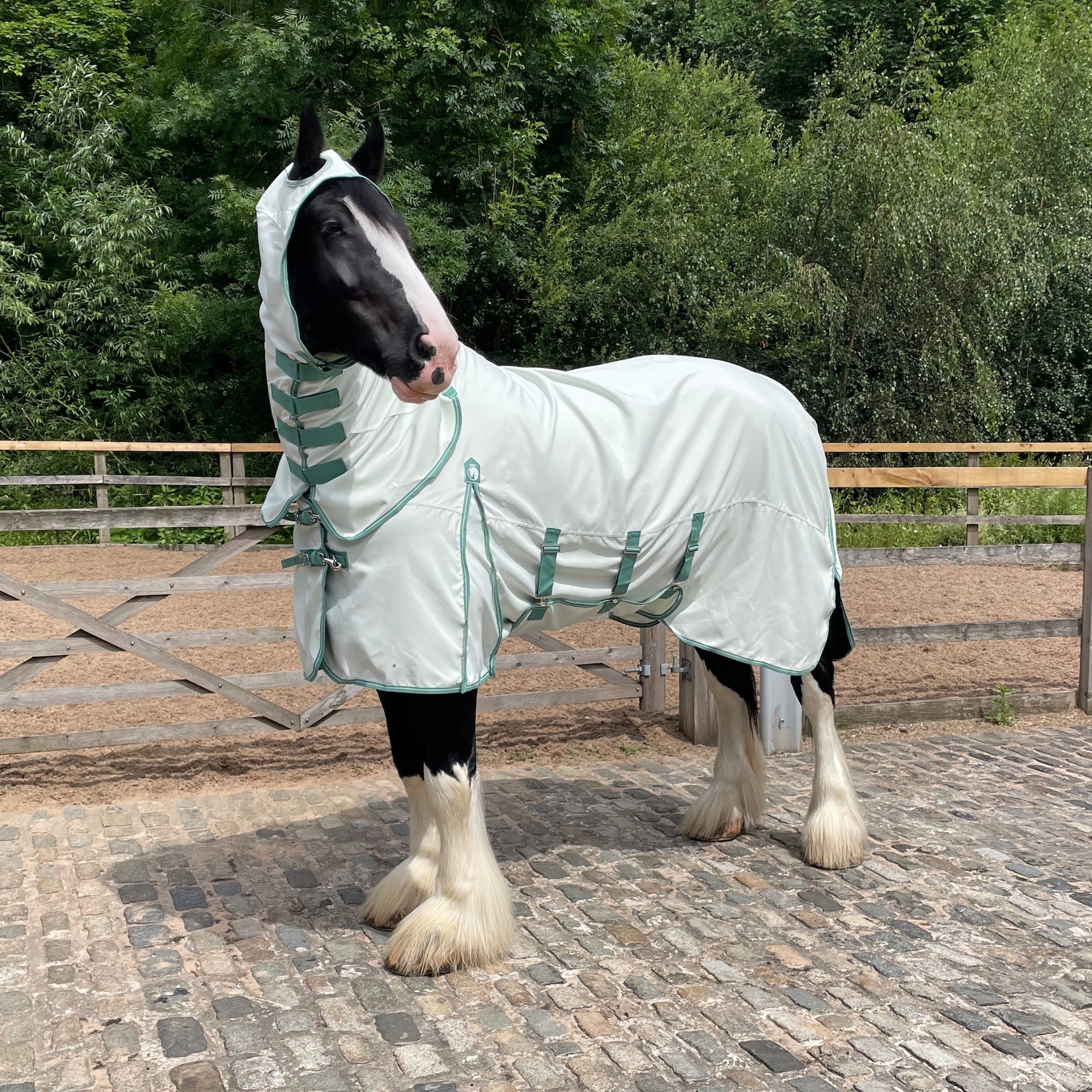 A black and white horse standing in an outdoor paddock wearing a light sage green horse fly blanket with matching green trim.