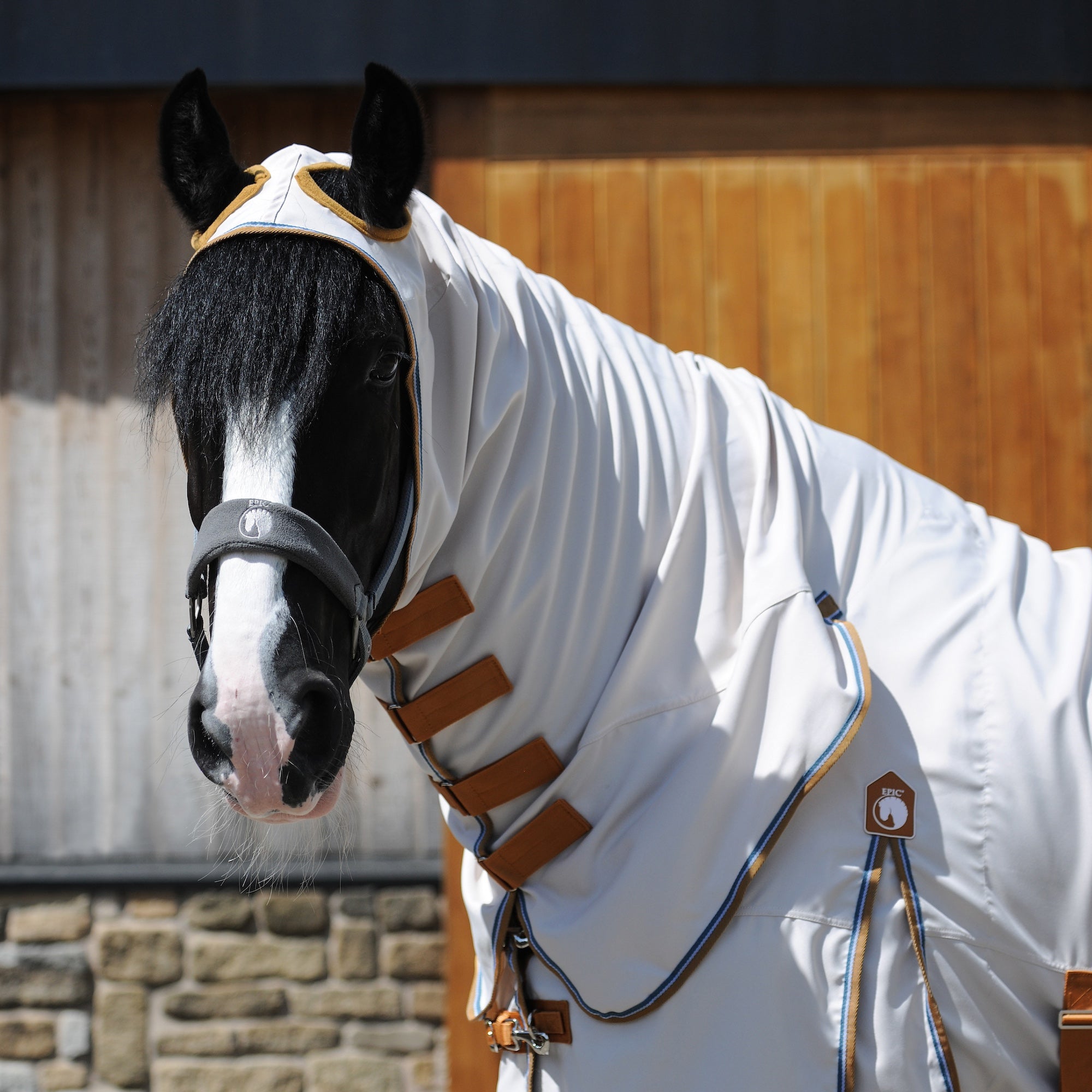 A close-up of a horse wearing a white fly blanket and matching white hood with tan and gold trim, along with a dark bridle, set against a wooden stable background.