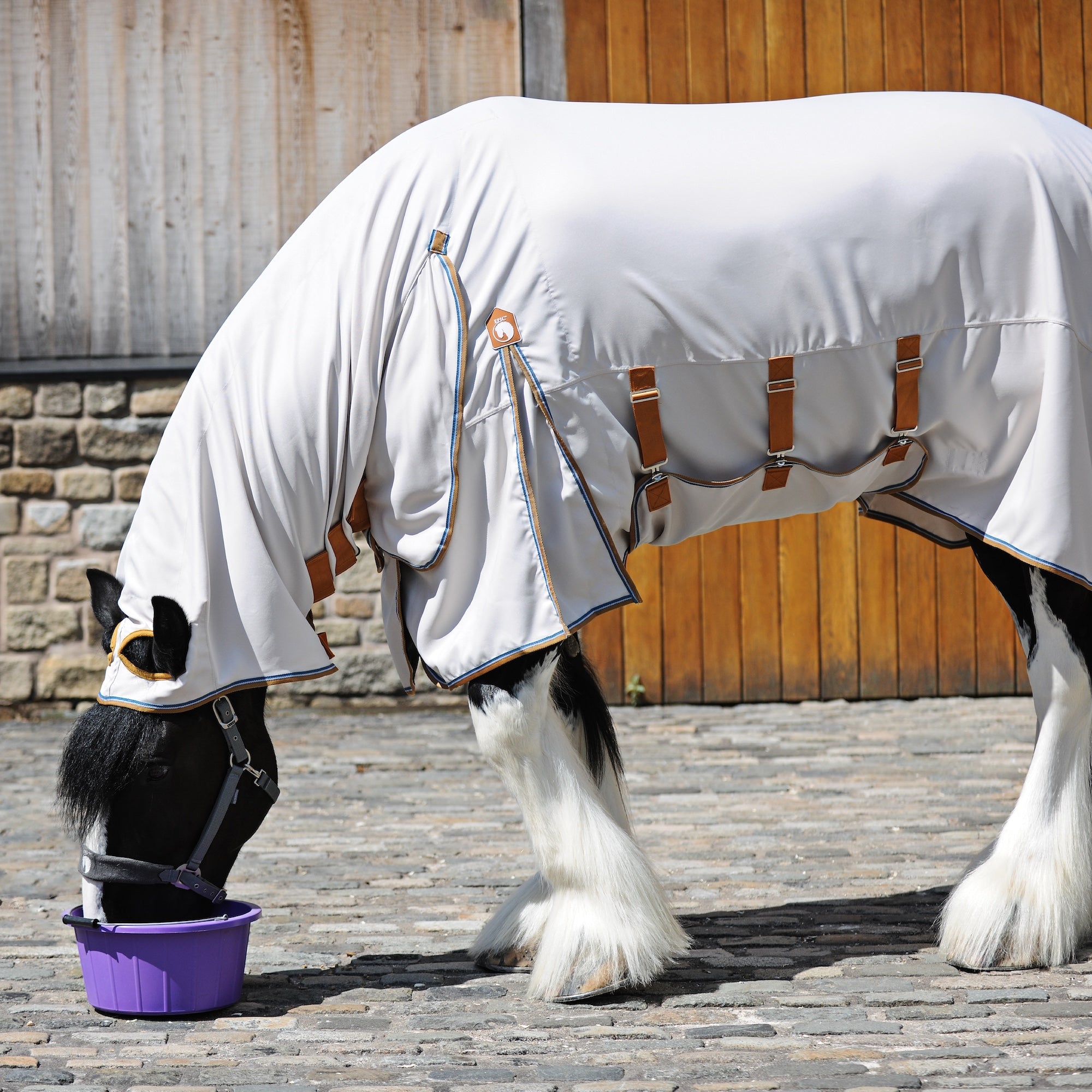 A black and white horse wearing a white horse sweet itch blanket with brown straps, eating from a purple bucket on a cobblestone stable yard.