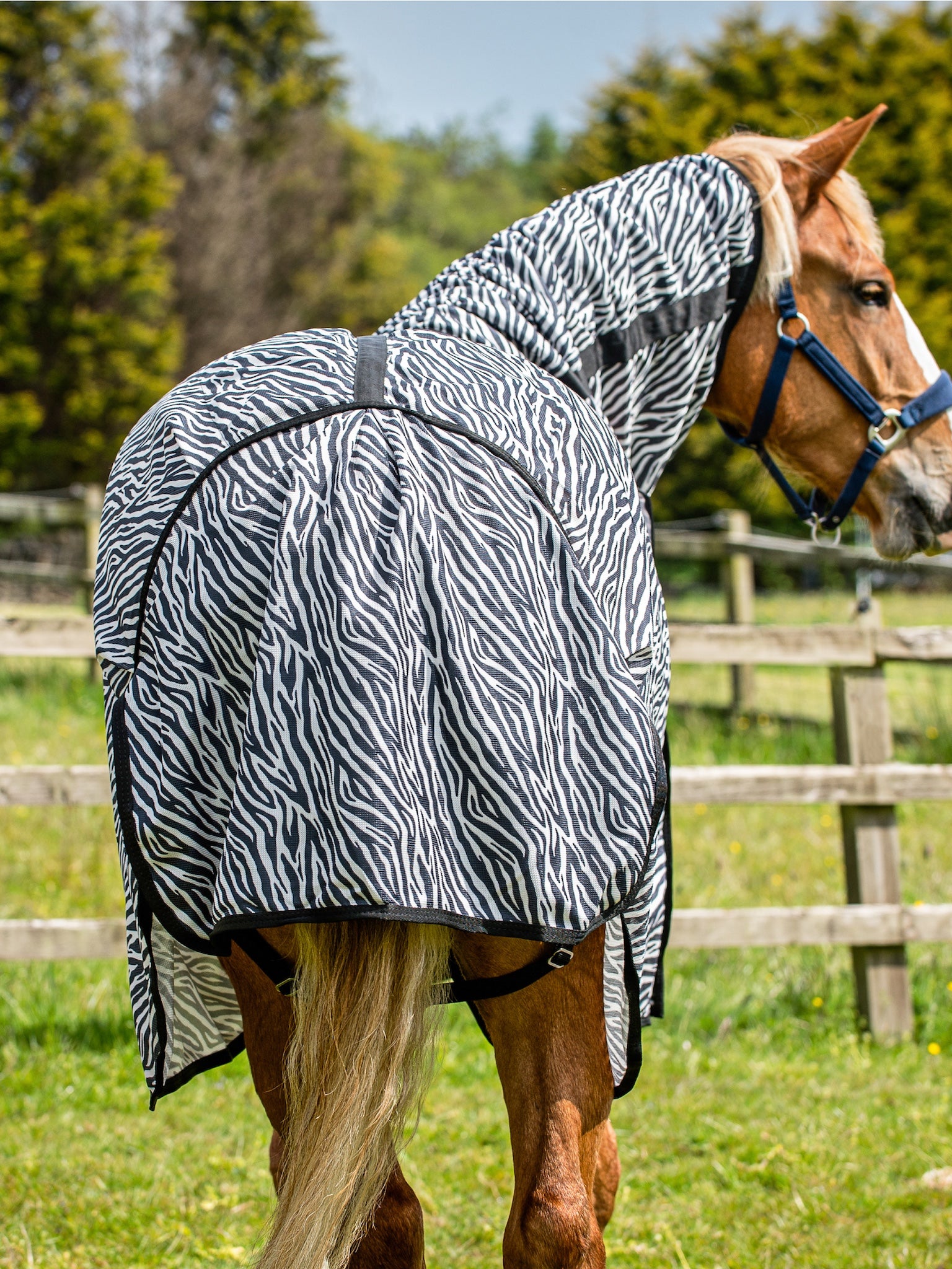 Epic Classic Zebra Fly Rug with Belly Piece - Broad Fit