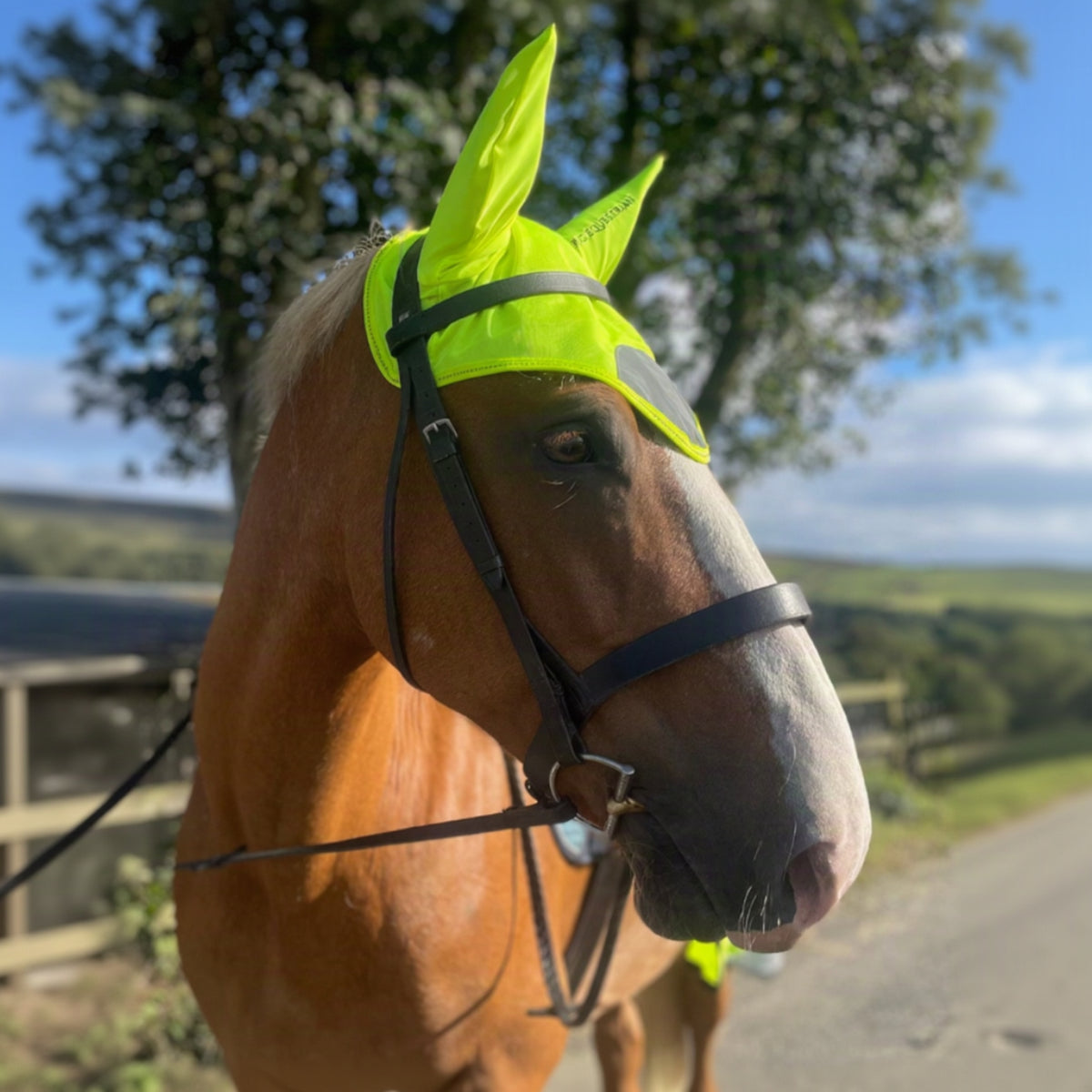 Horse wearing a bright yellow fly veil with a natural background