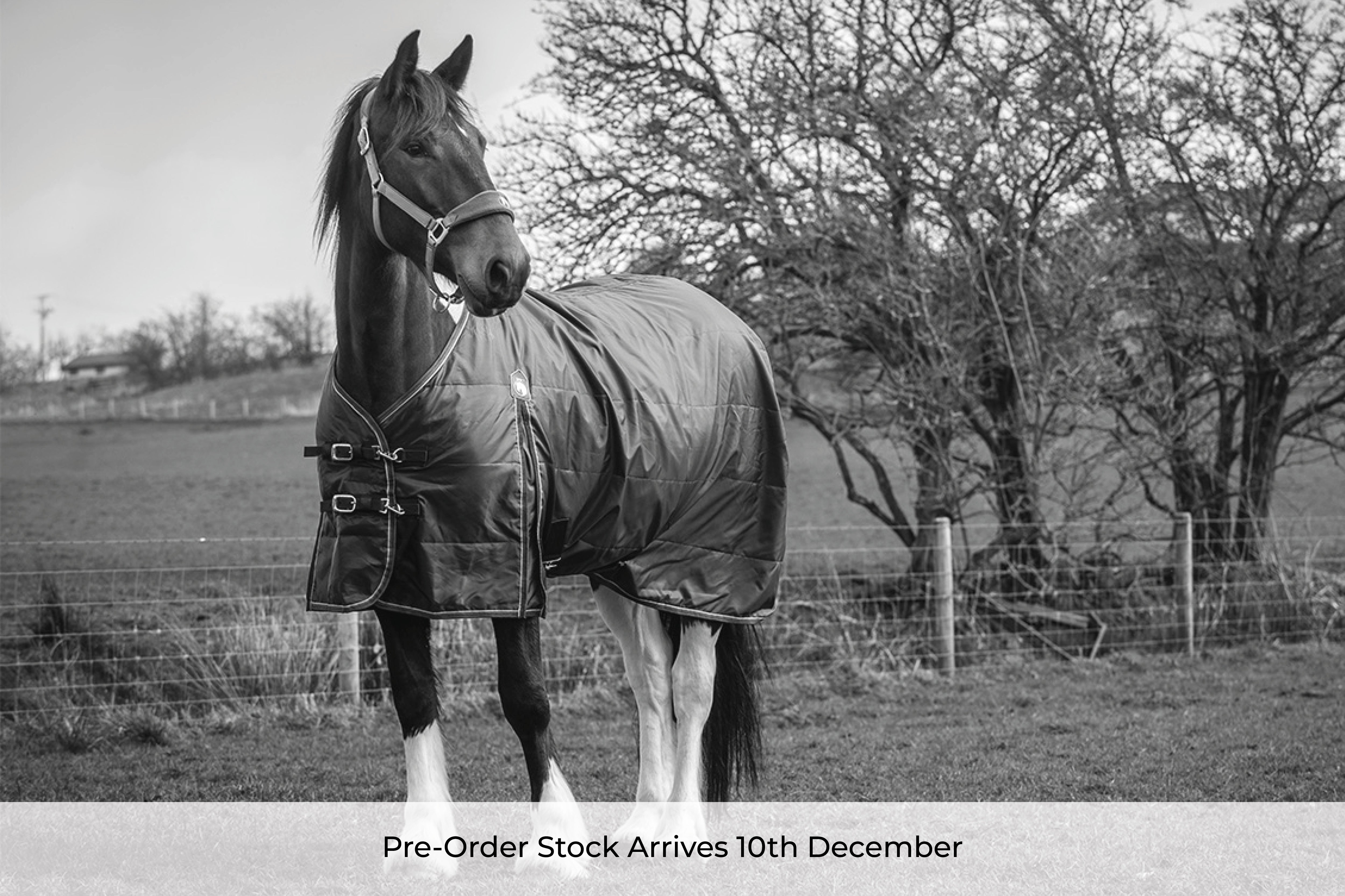 Pre-Order Epic Essential 50g Stable Rug - Regular Fit