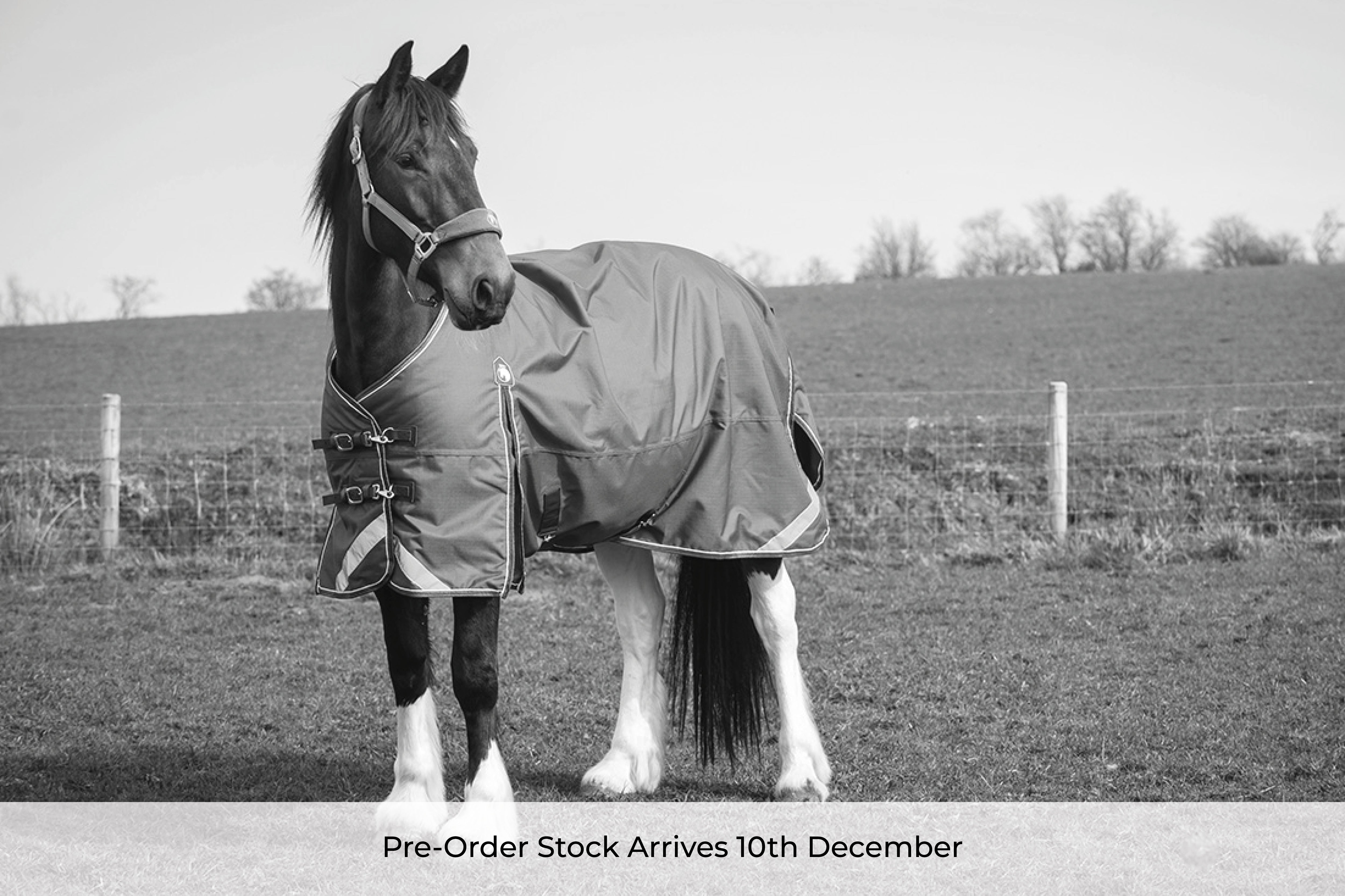 Pre-Order Epic Essential 100g Turnout Rug - Regular Fit