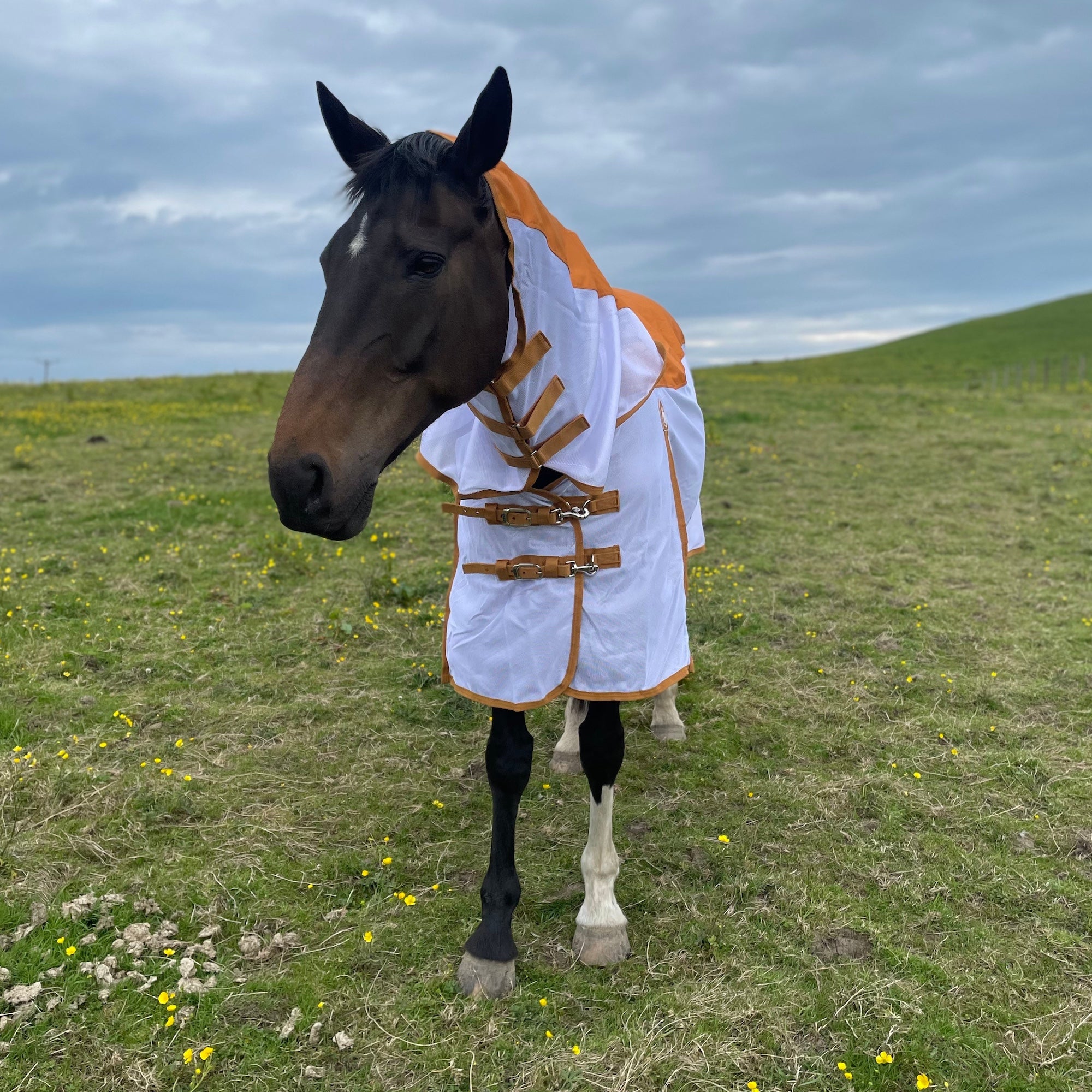 A dark brown horse standing in a grassy field under a cloudy sky, wearing a white horse waterproof fly blanket with orange trim and brown straps.