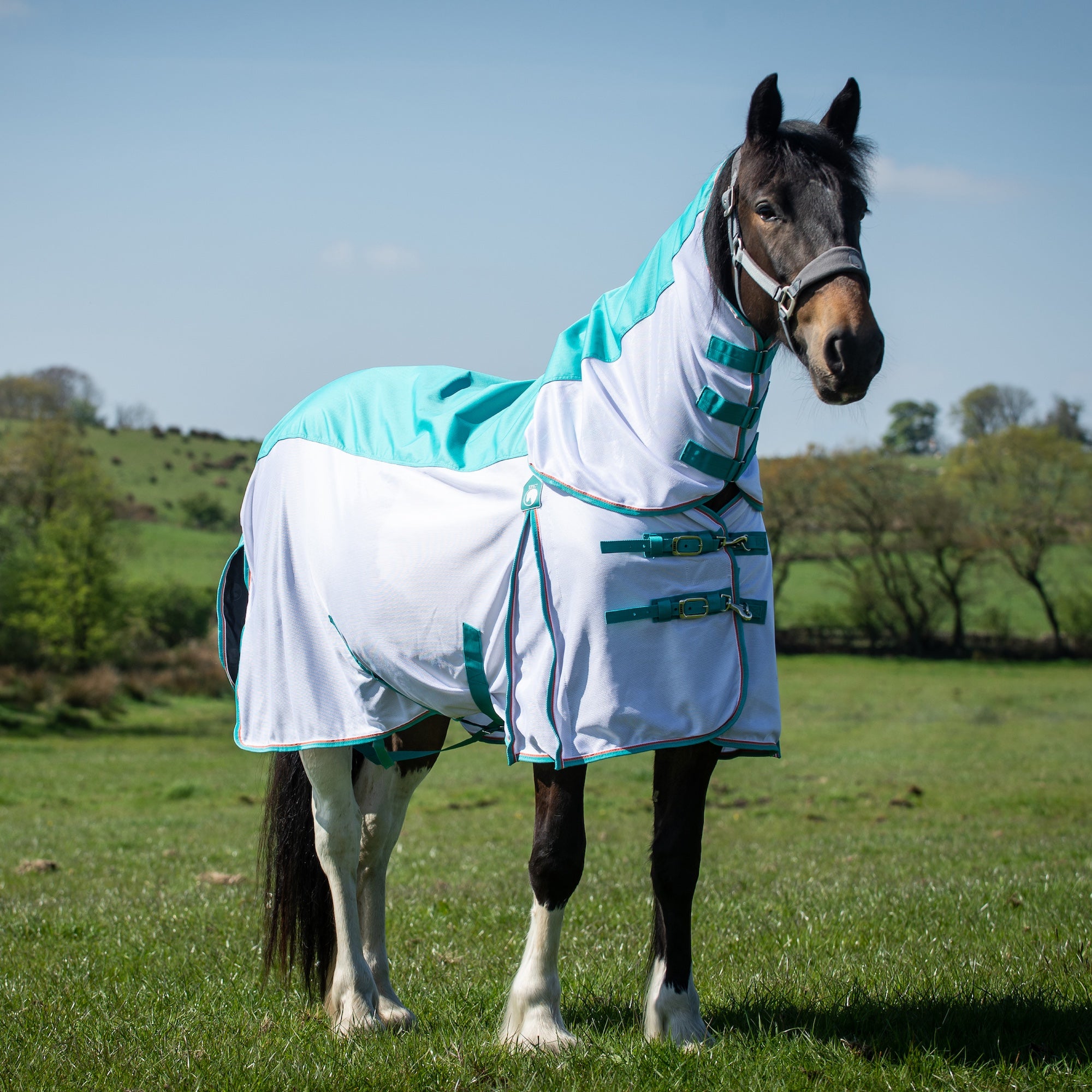 A horse standing in a grassy field wearing a white and turquoise horse waterproof fly blanket with matching neck cover.