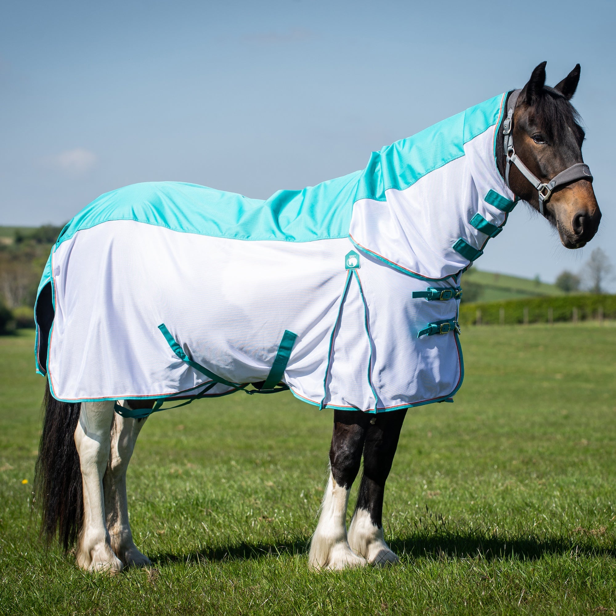 A horse standing in a grassy field wearing a white and turquoise horse waterproof fly rug with matching neck cover.