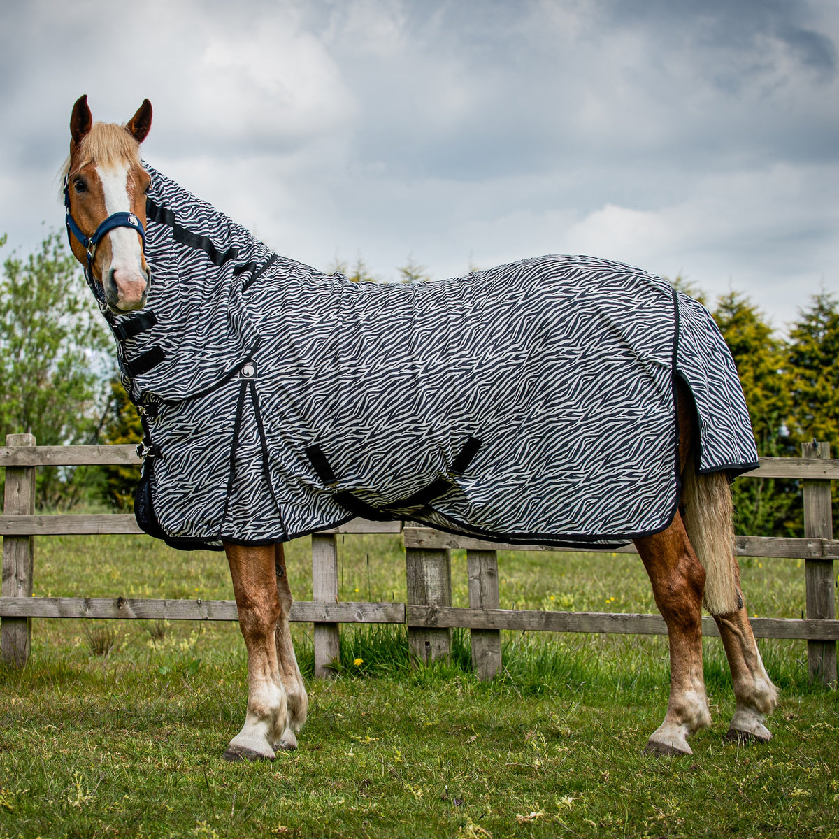 Horse Fly Rugs | Mesh, Zebra & Waterproof | The Big Horse Shop