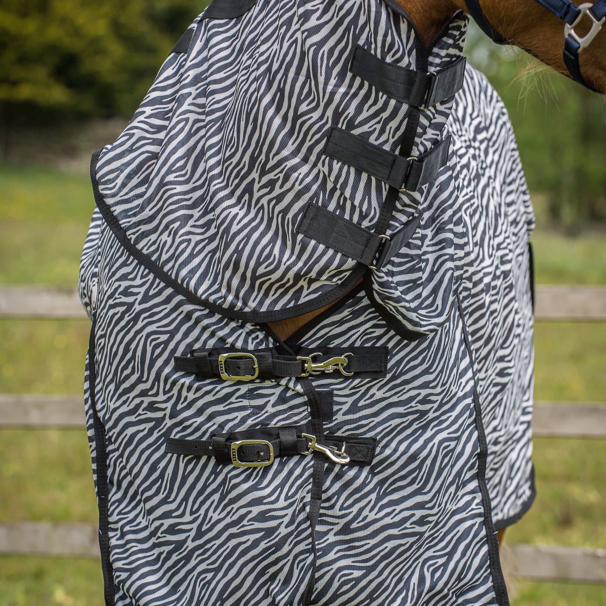 A close-up of a horse turnout blanket with a black and white zebra stripe pattern, featuring black straps and buckles, worn by a horse in an outdoor paddock.