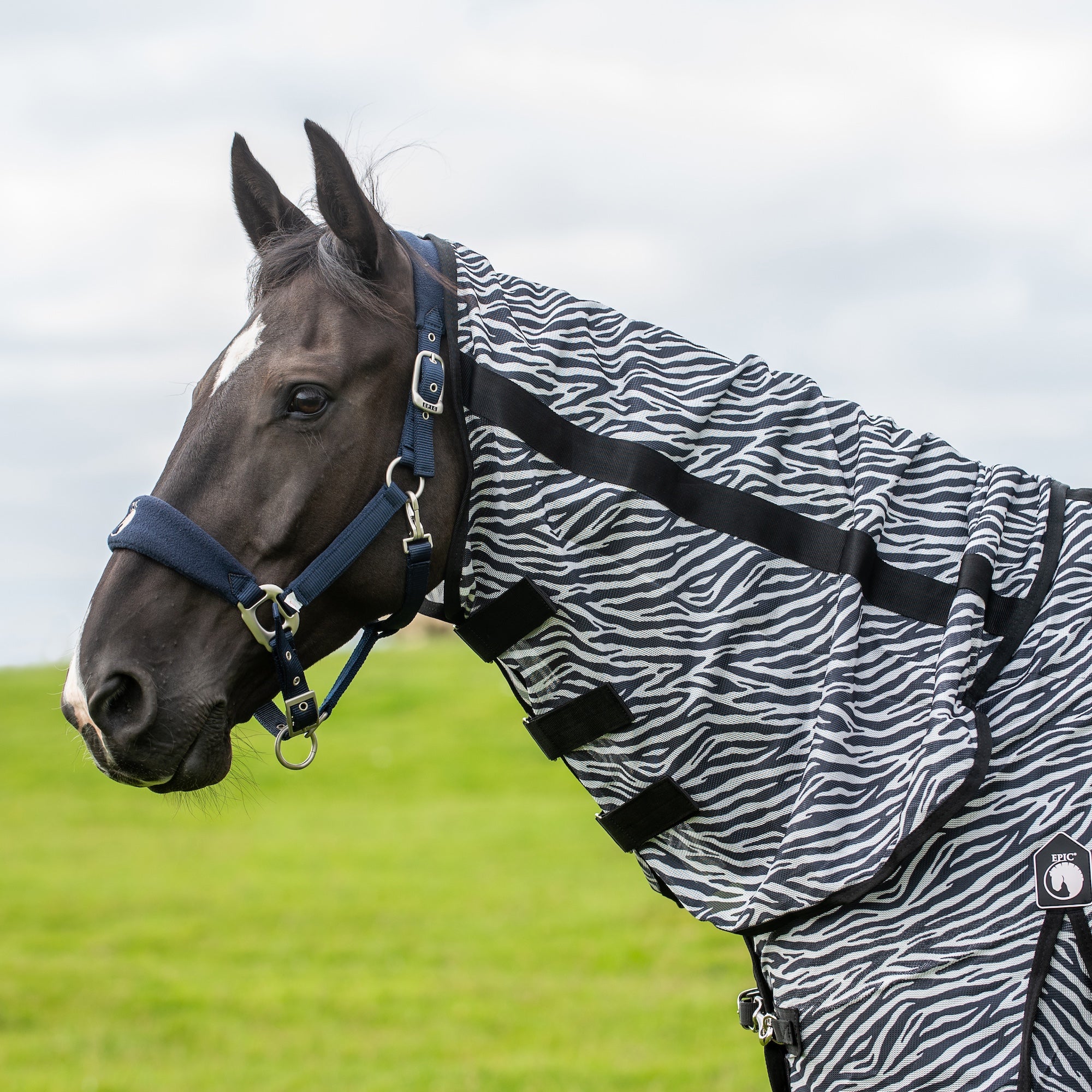 A dark brown horse in profile wearing a zebra-print fly blanket and navy blue halter, standing in a grassy field under a cloudy sky.