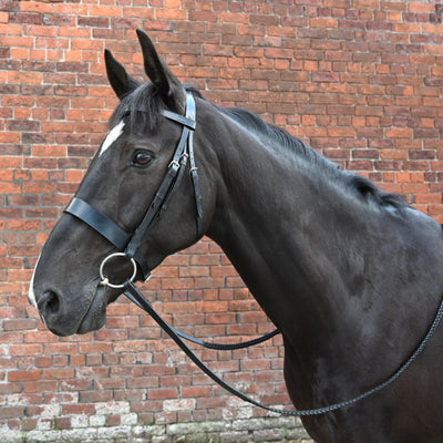 A black horse wearing a premium English Sedgwick leather bridle, standing in front of a brick wall.