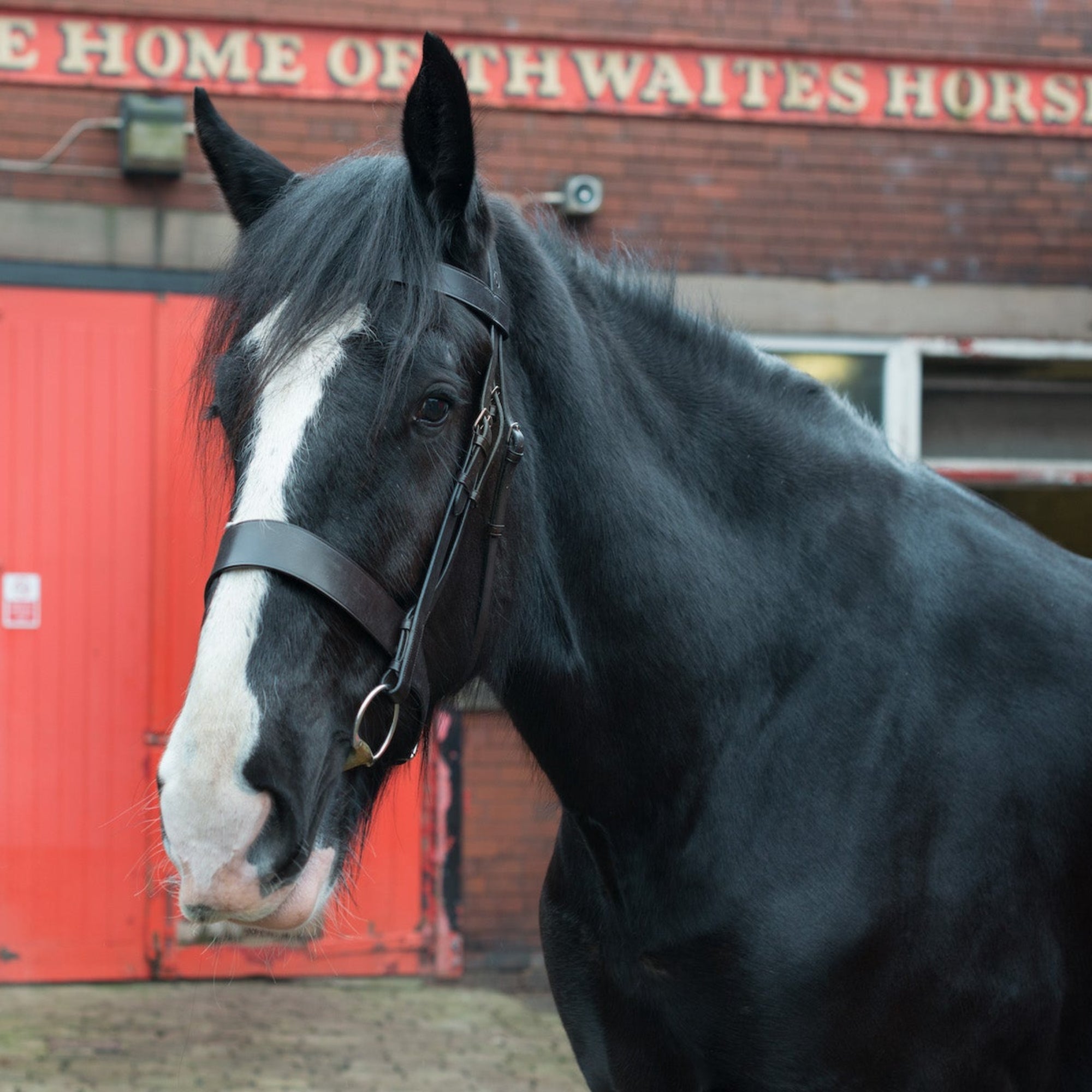 Epic Classic Hunter Bridle