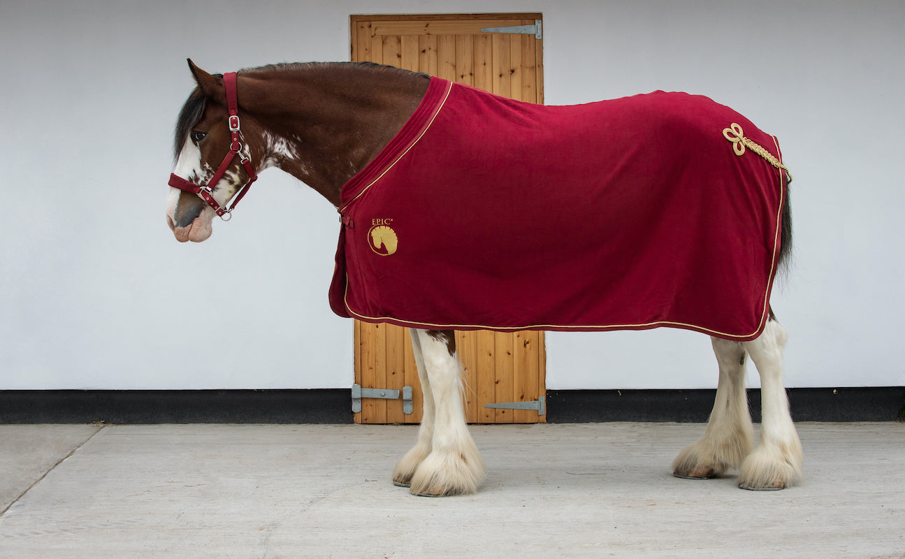 Epic Classic Deluxe Show Rug - Broad Fit