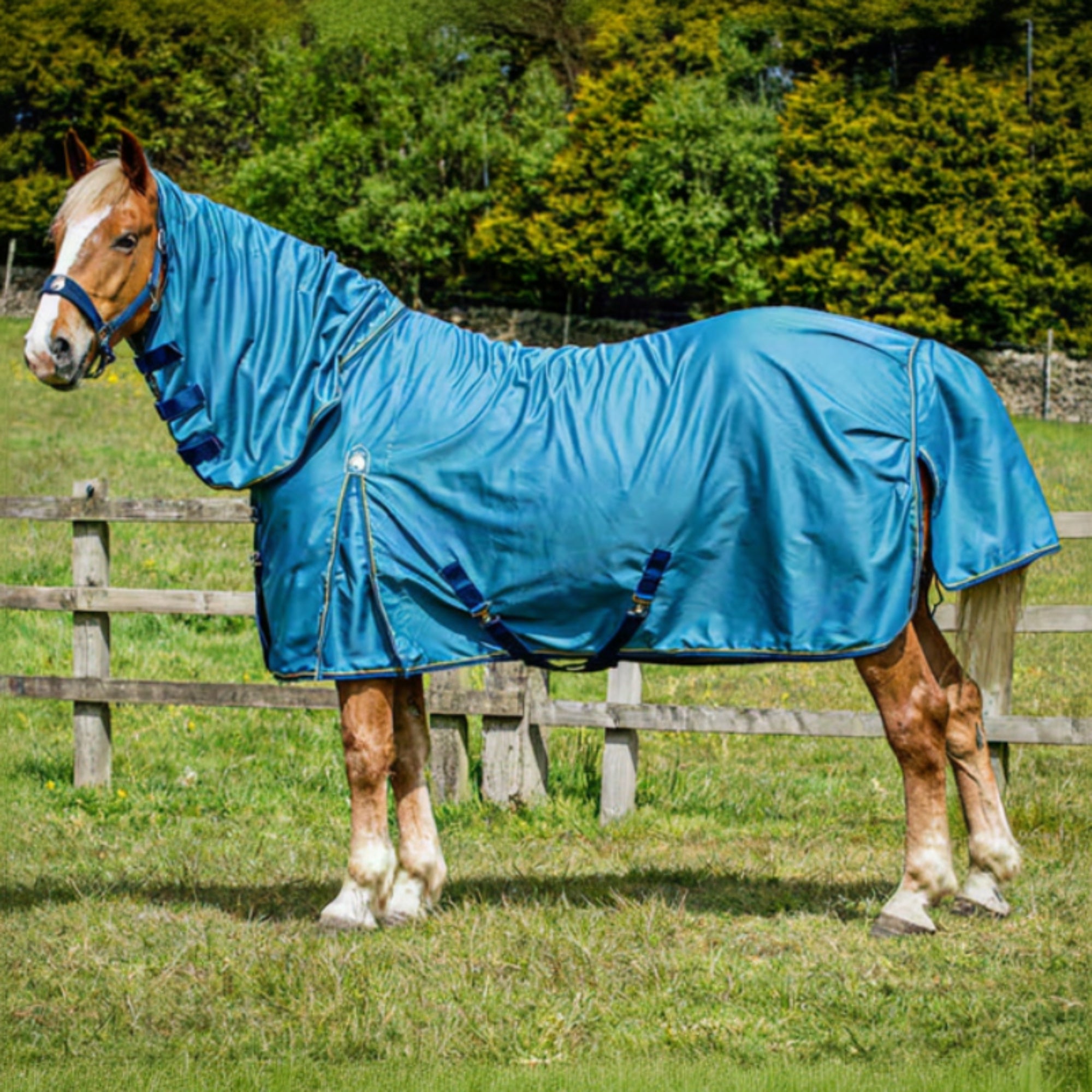 A horse wearing a blue heavy cotton sheet combo with a fixed neck, standing in an outdoor setting.