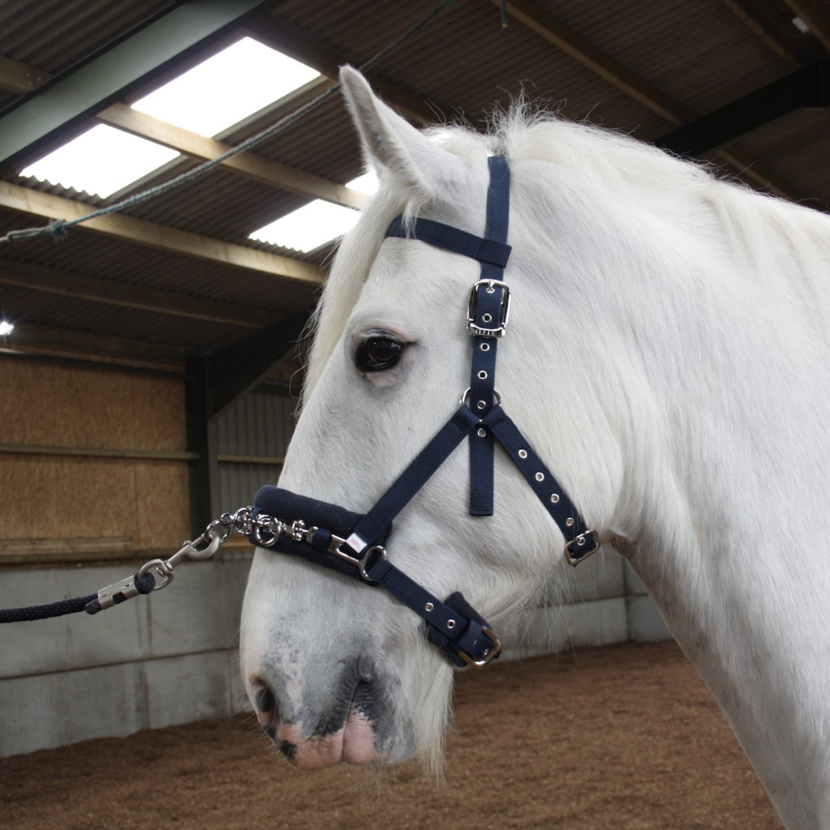 A white horse wearing a navy heavy horse lunge cavesson, positioned indoors with a stable background.