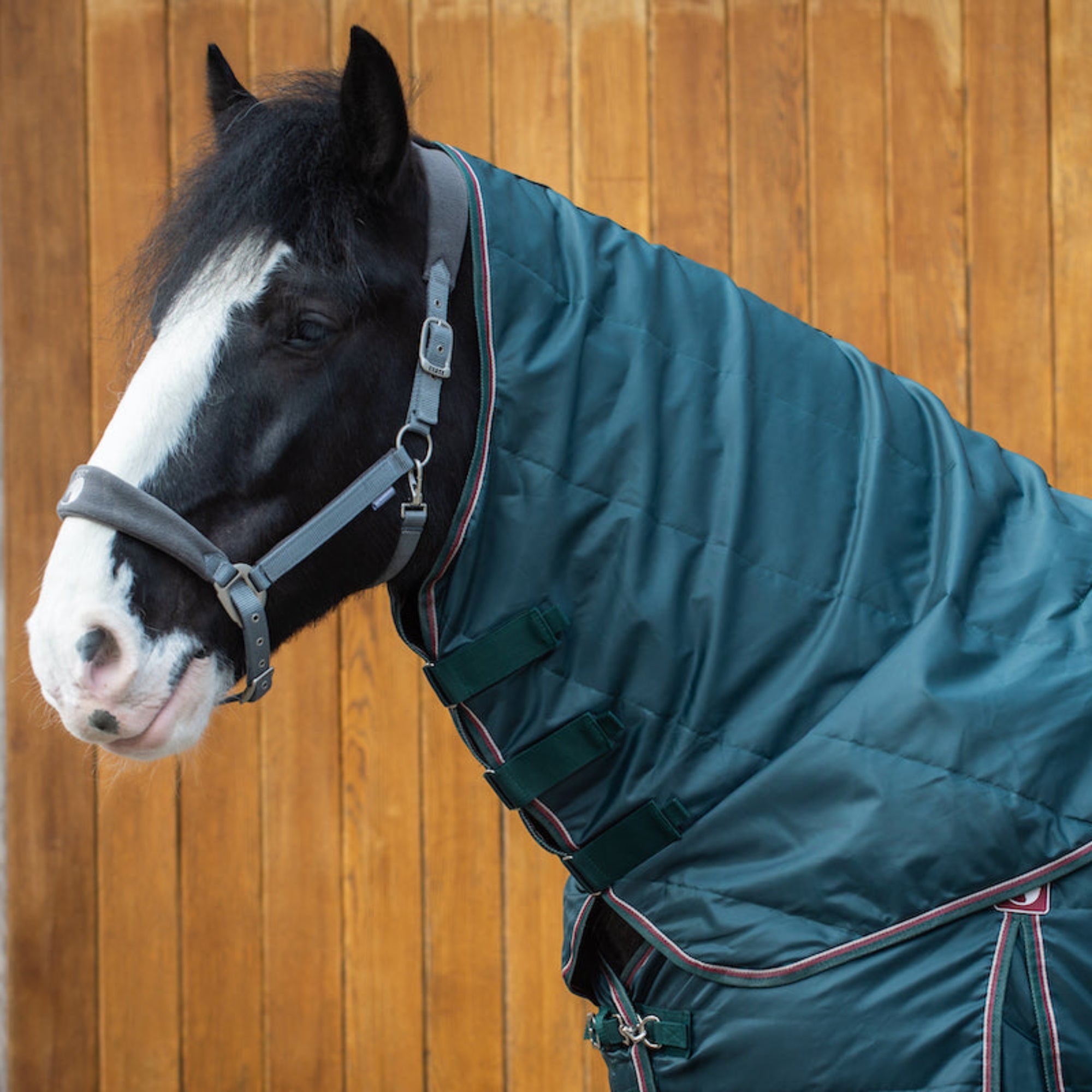 A dark green heavy horse stable neck cover with 50g filling, fitted on a horse with a broad fit size, standing in front of a wooden background.