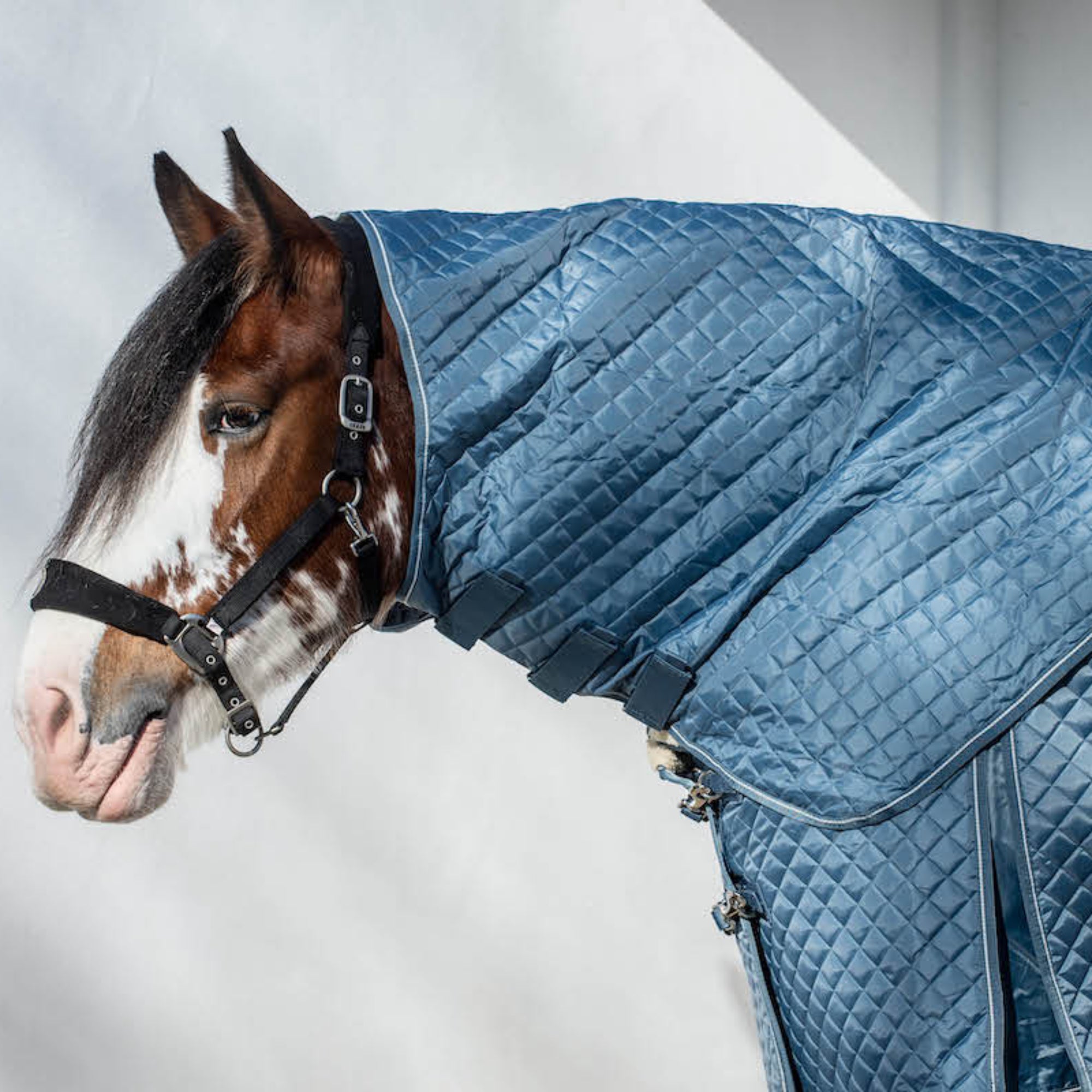 A heavy horse wearing a blue stable hood with quilting detail.