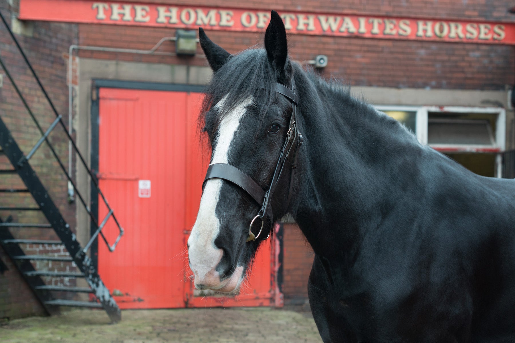 Epic Classic Hunter Bridle